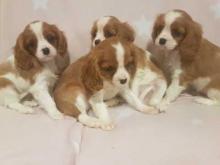 Puppies for sale king charles spaniel - Czech Republic, Bratislava. Price 11 €