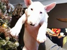 Puppies for sale bull terrier - Denmark, Kopenagen. Price 10 €