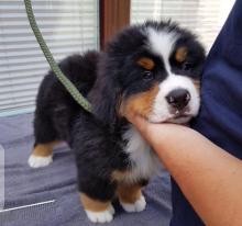 Puppies for sale bernese mountain dog - Germany, Frankfurt