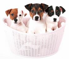 Puppies for sale jack russell terrier - Belgium, Brussels