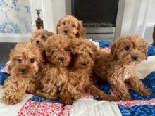 Puppies for sale , cavapoo - Malta, Valletta