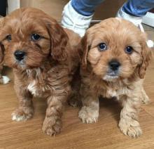 Puppies for sale , cavapoo - Germany, Oranienburg