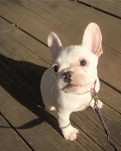 Puppies for sale french bulldog - Belgium, Brussels