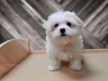 Puppies for sale maltese - Cyprus, Larnaca