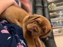 Puppies for sale , dogue de bordeaux - Czech Republic, Prague