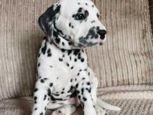 Puppies for sale dalmatian - Czech Republic, Brno. Price 11 €