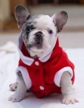 Puppies for sale french bulldog - Belgium, Brussels