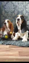 Puppies for sale basset hound - Netherlands, Eindhoven