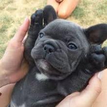 Puppies for sale french bulldog - Austria, Graz