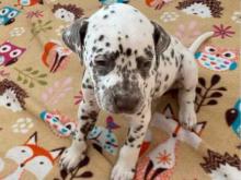 Puppies for sale dalmatian - Malta, . Price 11 €