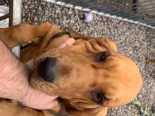 Puppies for sale other breed, bloodhound - Ireland, Dublin. Price 10 €