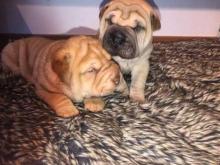 Puppies for sale shar pei - Netherlands, Eindhoven. Price 11 €