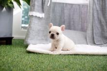 Puppies for sale french bulldog - United Kingdom, Darlington