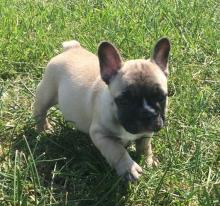 Puppies for sale french bulldog - Cyprus, Larnaca