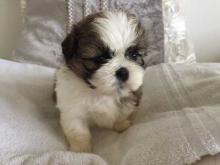 Puppies for sale shih tzu - Austria, Graz