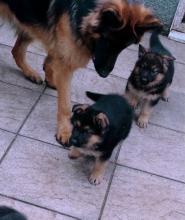 Puppies for sale german shepherd dog - Netherlands, Maastricht. Price 10 €