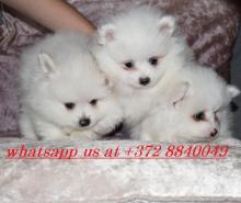 Puppies for sale pomeranian spitz - Finland, Helsinki