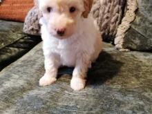 Puppies for sale , cockapoo - United Kingdom, Belfast. Price 10 €