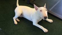 Puppies for sale bull terrier - Cyprus, Paphos