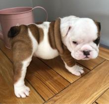 Puppies for sale english bulldog - United Kingdom, Colchester