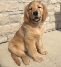 Puppies for sale golden retriever - United Kingdom, Coventry