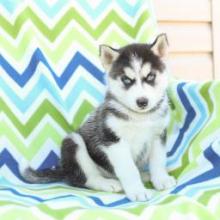 Puppies for sale , siberian husky - Netherlands, Eindhoven