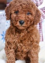 Puppies for sale miniature poodle - Poland, Jani