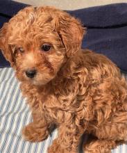 Puppies for sale toy-poodle - Lithuania, Kelme