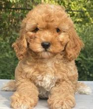 Puppies for sale other breed, golden doodle - Cyprus, Nicosia