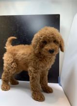 Puppies for sale , goldendoodle - Greece, Thessaloniki