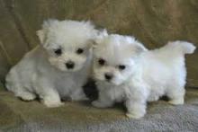 Puppies for sale maltese - Denmark, Kopenagen