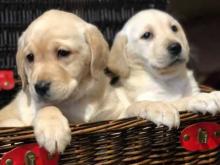 Puppies for sale labrador - Poland, Warsaw. Price 10 €