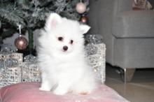 Puppies for sale pomeranian spitz - Cyprus, Limassol