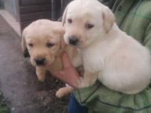 Puppies for sale labrador - United Kingdom, Cambridge. Price 10 €