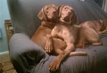 Puppies for sale , vizsla - Italy, Rome