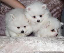 Puppies for sale pomeranian spitz - Austria, Vienna