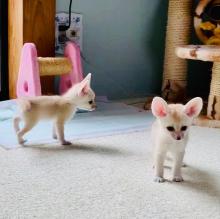 Puppies for sale , fennec fox - United Kingdom, Coventry