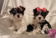 Puppies for sale yorkshire terrier - Denmark, Kopenagen