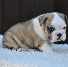 Puppies for sale english bulldog - Kazakhstan, Astana