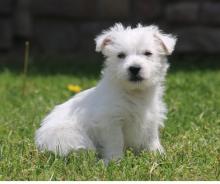 Puppies for sale west highland white terrier - France, Calais