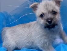 Puppies for sale other breed, cairn terrier - Cyprus, Larnaca