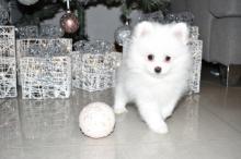 Puppies for sale pomeranian spitz - Cyprus, Limassol