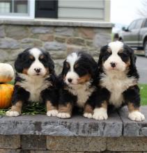 Puppies for sale bernese mountain dog - Estonia, Tallinn