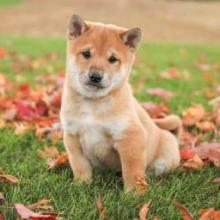 Puppies for sale , shiba inu - Canada, British Columbia, Vancouver