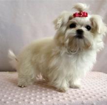 Puppies for sale maltese - Spain, Merida