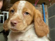 Puppies for sale other breed, brittany spaniel - Netherlands, Groningen. Price 10 €
