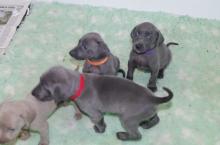 Puppies for sale weimaraner - Greece, Patra. Price 11 €
