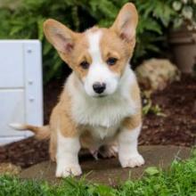 Puppies for sale , welsh corgi,pembroke - Canada, Nova Scotia, Halifax