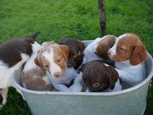Puppies for sale other breed, brittany spaniel - Ireland, Dublin. Price 10 €