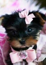 Puppies for sale yorkshire terrier - Bulgaria, Sliven